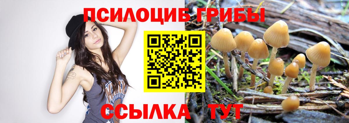 Псилоцибиновые грибы Cubensis  Псилоцибиновые грибы Cubensis  Тулун  купить наркотики сайты  Вход с VPN 